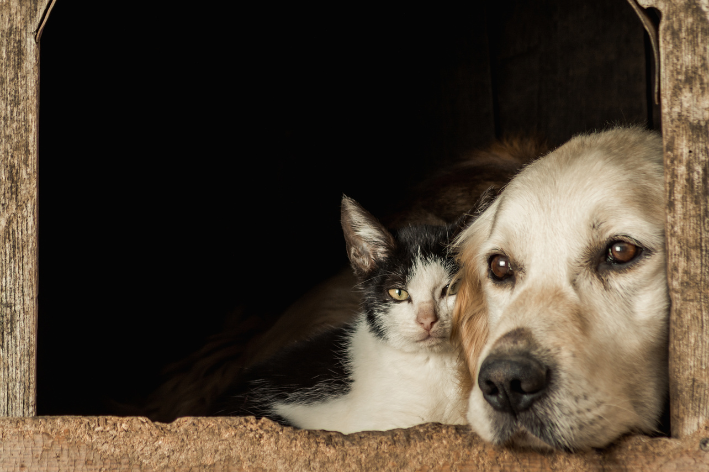 Ração Royal Canin é boa?