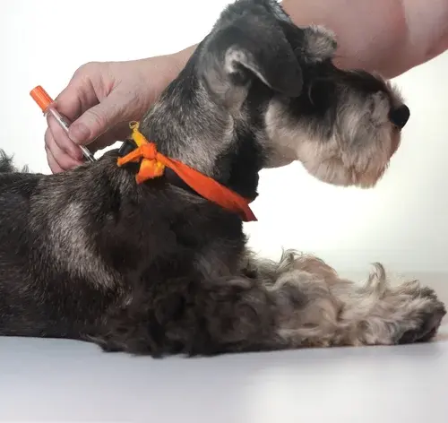 Diabetes em cachorro: sintomas, causas e tratamentos 1