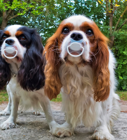 chupeta para cachorro