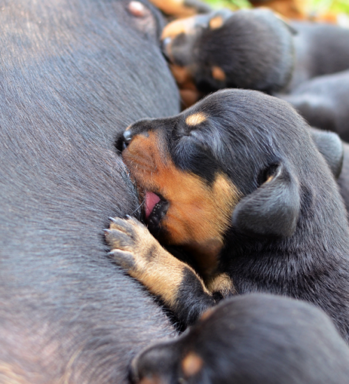 mastite canina