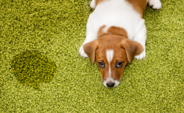 cachorro com dor nas articulações