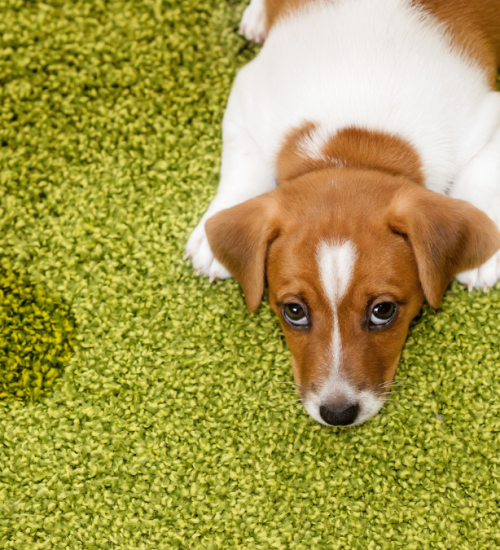 cachorro com dor nas articulações