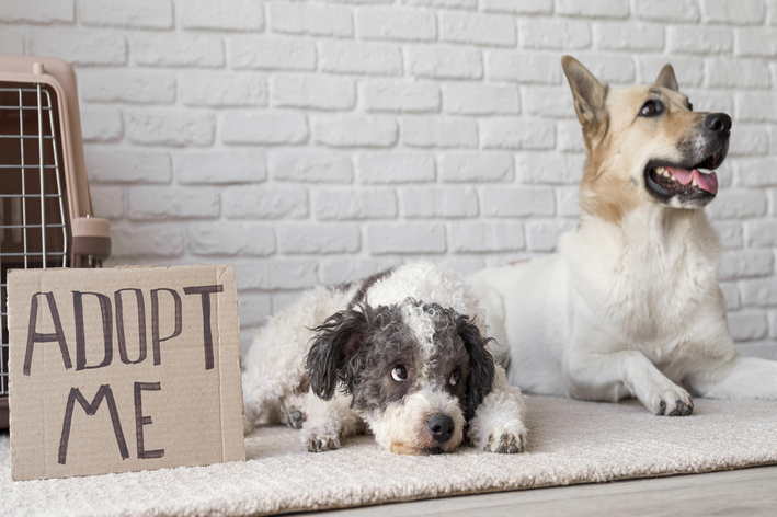 dois cachorros perto de uma placa de adoção