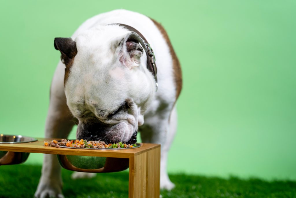 cachorro comendo quiabo