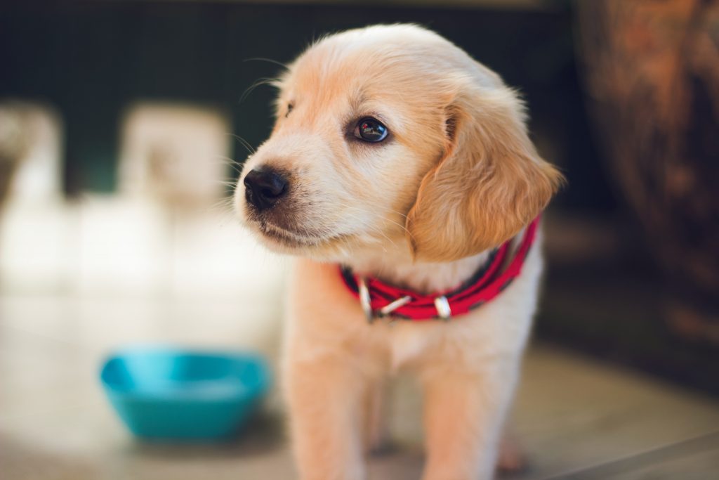 cachorro ao lado de um comedouro