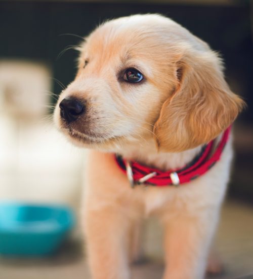 cachorro ao lado de um comedouro