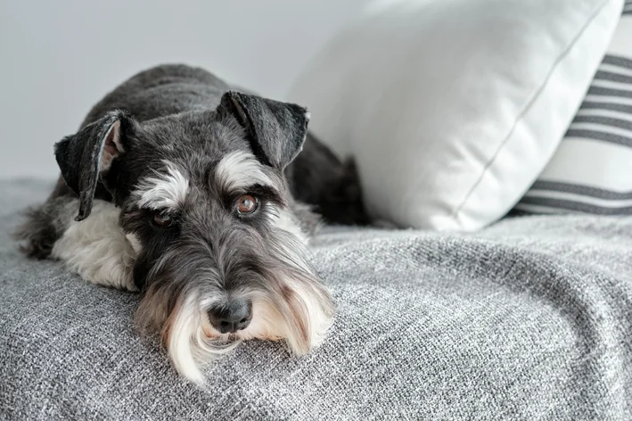 cachorro cansado no sofá com diabetes