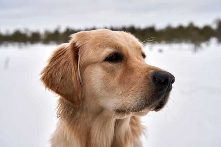 golden retriever passeando no parque