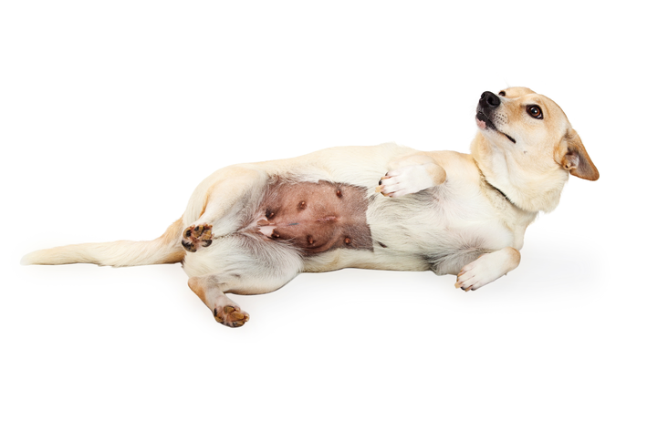 Mastite canina