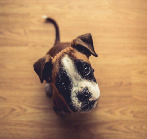 cachorro feliz com sua ração para boxer