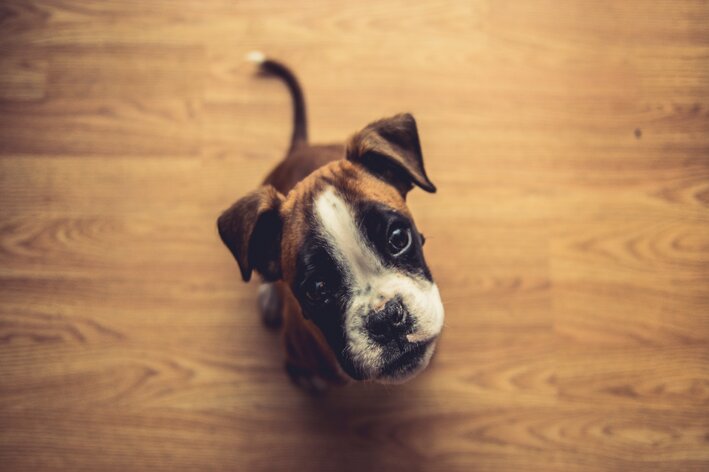 cachorro feliz com sua ração para boxer