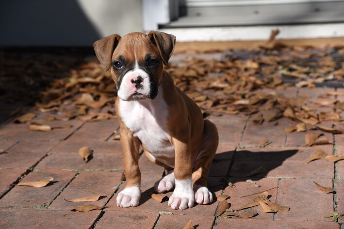 boxer para criança