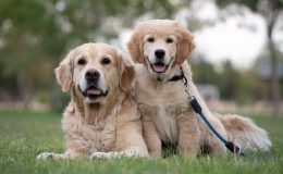 dois filhotes de golden retriever no gramado esperando ração