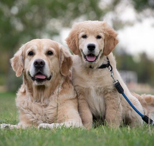 dois filhotes de golden retriever no gramado esperando ração