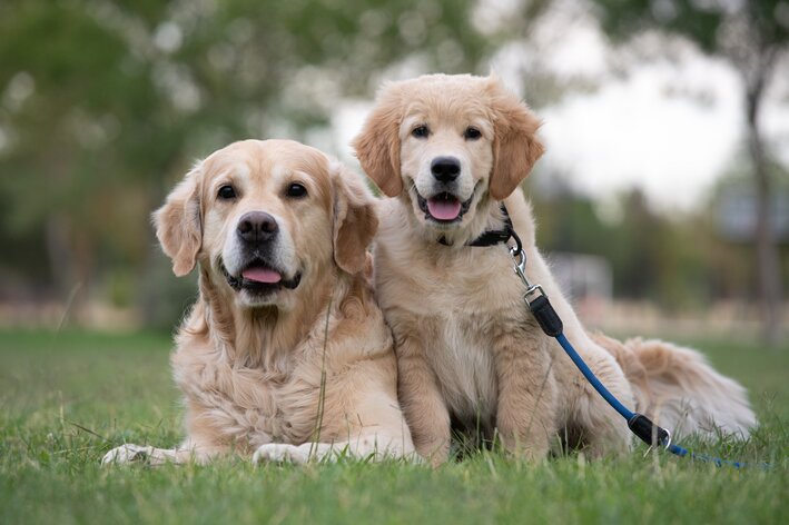 dois filhotes de golden retriever no gramado esperando ração