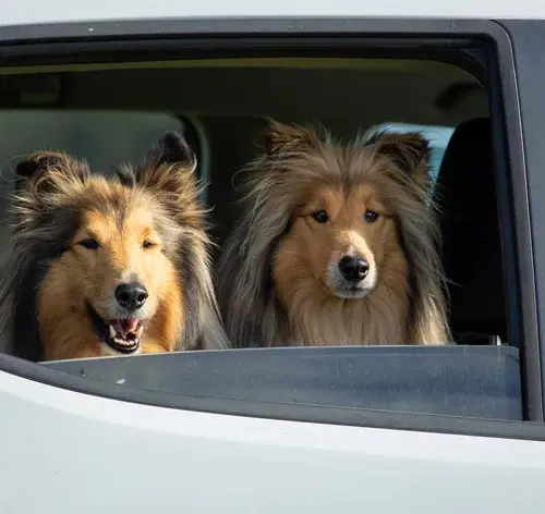 cachorros transportados no banco de trás do carro