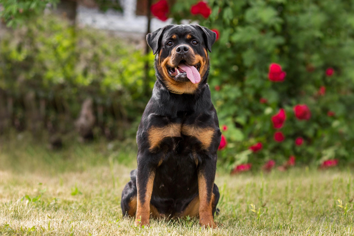 Ração para Rottweiler