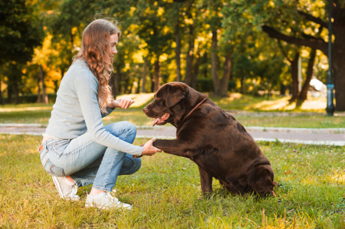 cachorro com dor nas articulações