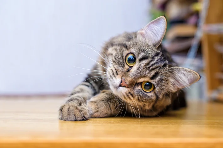 Como saber a idade de um gato