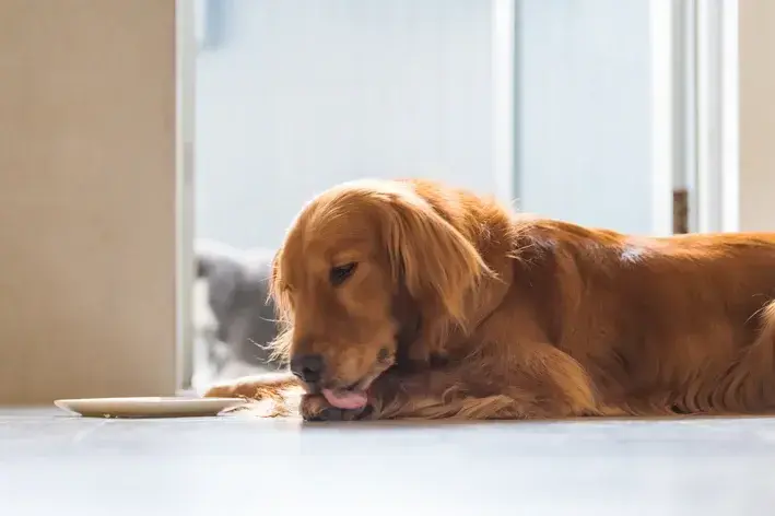 cachorro lambendo muito a pata