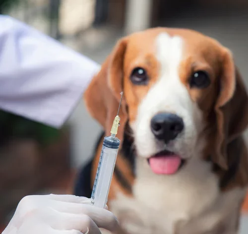 Conheça a importância das vacinas para cachorro e o calendário de imunização 2