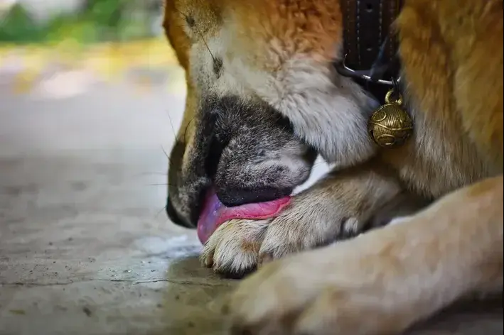 cão lambendo a pata