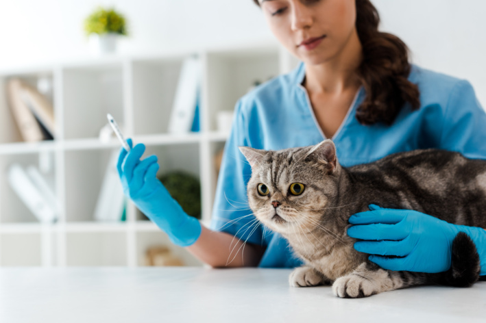 tipos de vacinas para gatos