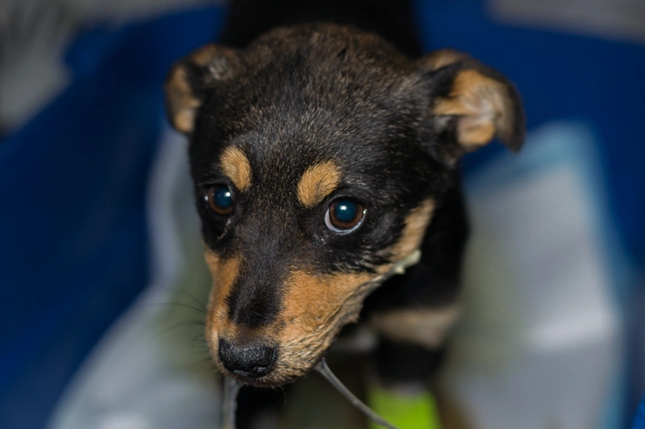 sintomas parvovirose canina