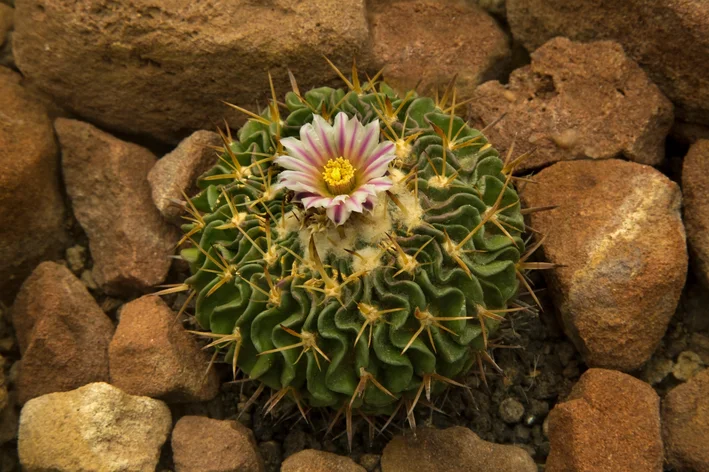 Stenocactus crispatus