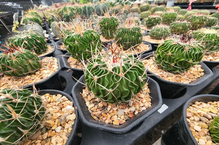 3- Stenocactus phyllacanthus