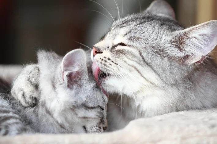 como saber a idade de um gatinho