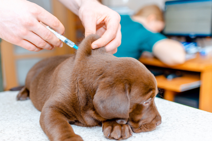 Vacinas para cachorro: quando aplicar doses e reforços ao longo da vida cachorro tomando vacina de veterinário