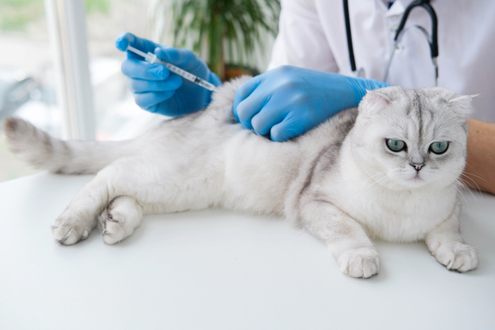 veterinário vacinando gato branco