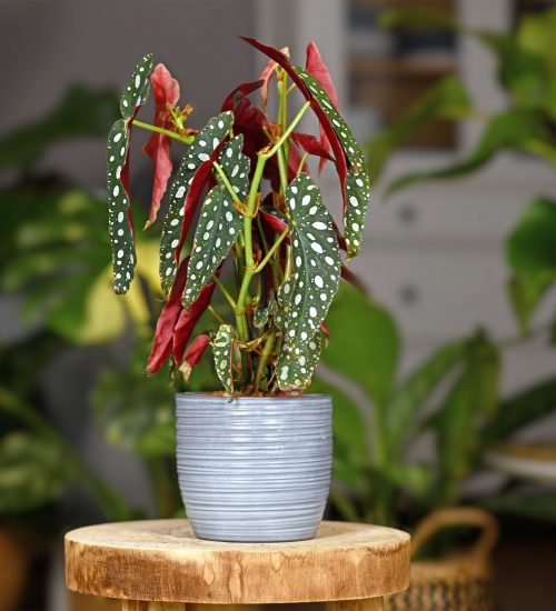 planta-begonia-maculata