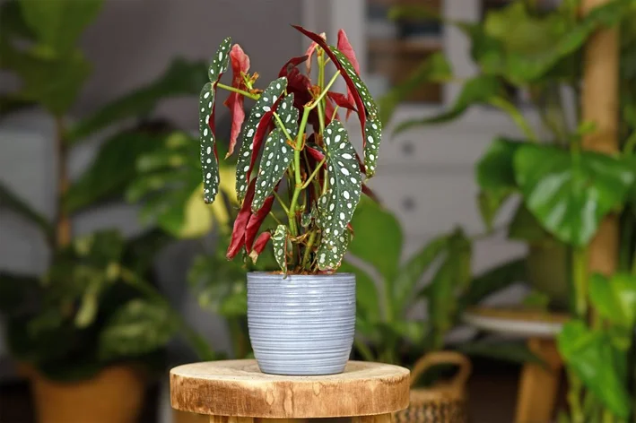 begonia maculata no vaso