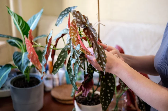 mulher cuidando da planta