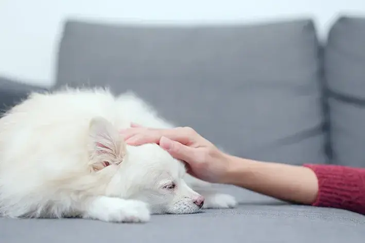 um cachorro triste e sem querer comer