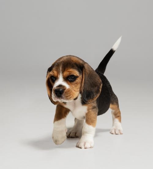 cachorro com dor nas articulações