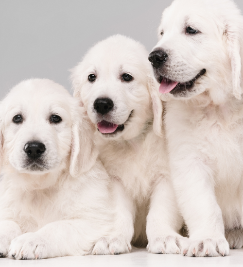 Ração para Labradores