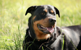 ração para rottweiler