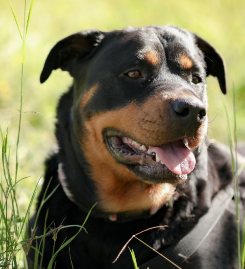 ração para rottweiler