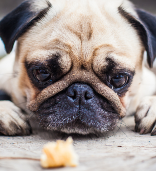 ração para pug