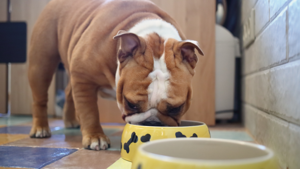ração para bulldog inglês