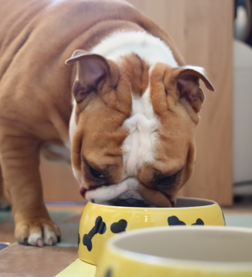 ração para bulldog inglês