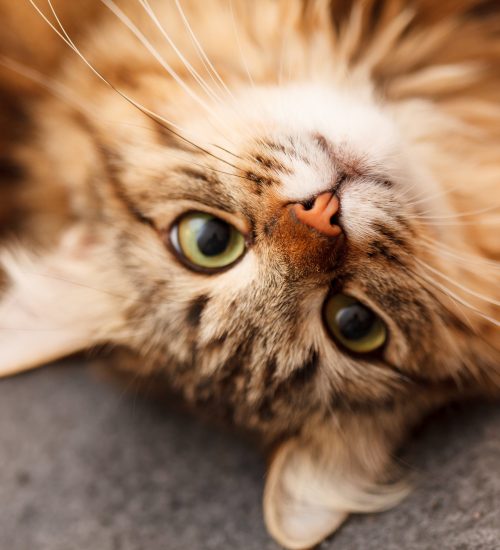 gato deitado com pupila dilatada