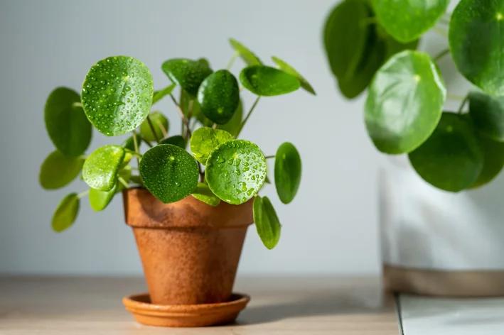 vaso com plantas