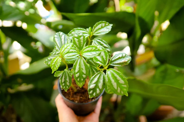 vaso com Pilea Cadierei