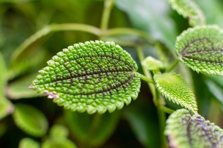 Folhagem da Pilea microphylla