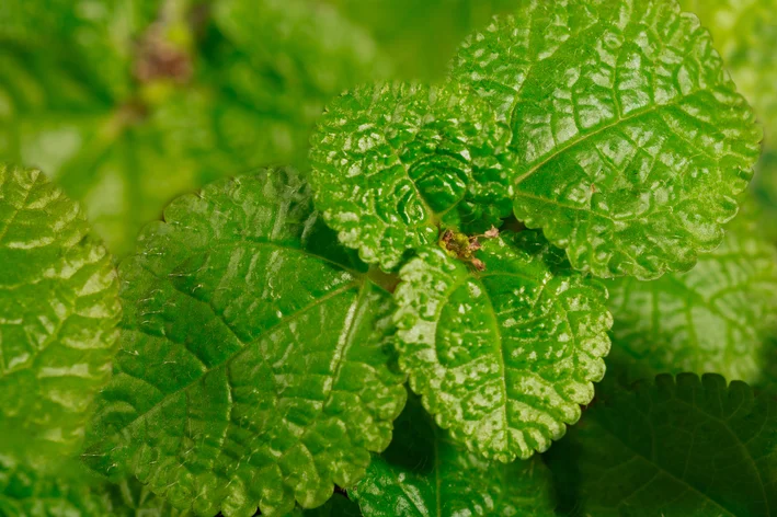 detalhe da folha de Pilea nummulariifolia