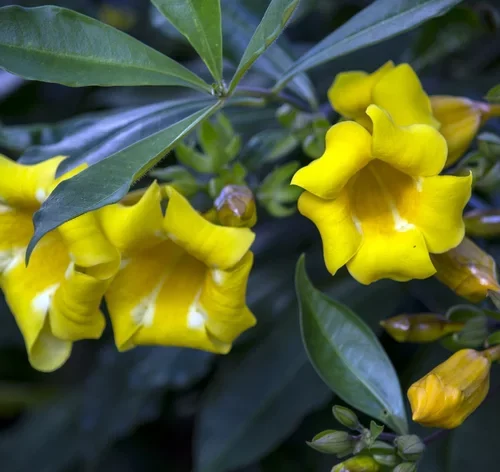 petalas de alamanda amarela